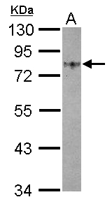 GOLM1 / GP73 / GOLPH2 Antibody - Sample (20 ug of whole cell lysate). A: HeLa membrane. 10% SDS PAGE. GP73 / GOLPH2 antibody diluted at 1:500.