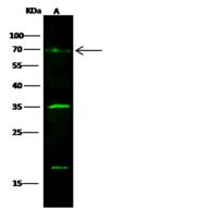 GOLM1 / GP73 / GOLPH2 Antibody - Anti-GP73 mouse monoclonal antibody at 1:500 dilution. Lane A: 293T Whole Cell Lysate. Lysates/proteins at 30 ug per lane. Secondary: Goat Anti-Mouse IgG H&L (Dylight800) at 1/15000 dilution. Developed using the Odyssey technique. Performed under reducing conditions. Predicted band size: 45 kDa. Observed band size: 75 kDa. (We are unsure as to the identity of these extra bands.)