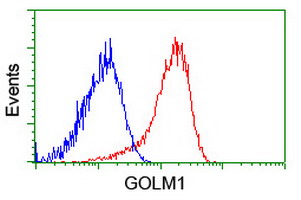 GOLM1 / GP73 / GOLPH2 Antibody - Flow cytometry of HeLa cells, using anti-GOLM1 antibody (Red), compared to a nonspecific negative control antibody (Blue).