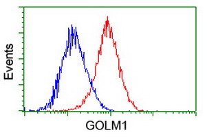 GOLM1 / GP73 / GOLPH2 Antibody - Flow cytometry of HeLa cells, using anti-GOLM1 antibody (Red), compared to a nonspecific negative control antibody (Blue).