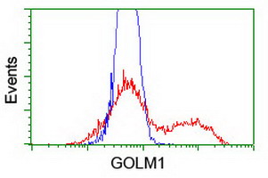 GOLM1 / GP73 / GOLPH2 Antibody - HEK293T cells transfected with either overexpress plasmid (Red) or empty vector control plasmid (Blue) were immunostained by anti-GOLM1 antibody, and then analyzed by flow cytometry.