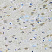 GOLM1 / GP73 / GOLPH2 Antibody - Immunohistochemistry of paraffin-embedded rat brain tissue.