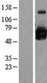 GOLM1 / GP73 / GOLPH2 Protein - Western validation with an anti-DDK antibody * L: Control HEK293 lysate R: Over-expression lysate