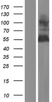 GOLM1 / GP73 / GOLPH2 Protein - Western validation with an anti-DDK antibody * L: Control HEK293 lysate R: Over-expression lysate