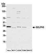 GOLPH3 Antibody - Detection of human and mouse GOLPH3 by western blot. Samples: Whole cell lysate (15 µg) from HeLa, MCF-7, U2OS, mouse TCMK-1, and mouse NIH 3T3 cells prepared using NETN lysis buffer. Antibody: Affinity purified rabbit anti-GOLPH3 antibody used for WB at 1:1000. Detection: Chemiluminescence with an exposure time of 30 seconds.