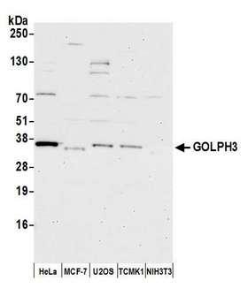GOLPH3 Antibody - Detection of human and mouse GOLPH3 by western blot. Samples: Whole cell lysate (15 µg) from HeLa, MCF-7, U2OS, mouse TCMK-1, and mouse NIH 3T3 cells prepared using NETN lysis buffer. Antibody: Affinity purified rabbit anti-GOLPH3 antibody used for WB at 1:1000. Detection: Chemiluminescence with an exposure time of 30 seconds.