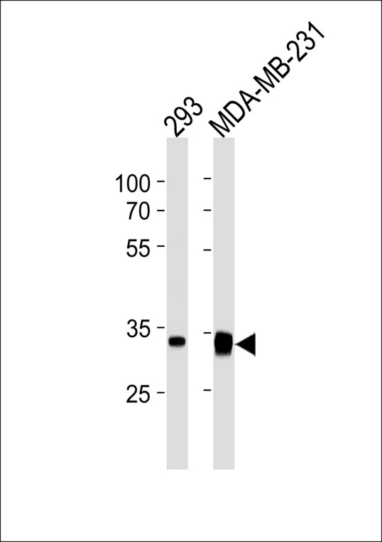 GOLPH3 Antibody - GOLPH3 Antibody western blot of 293,MDA-MB-231 cell line lysates (35 ug/lane). The GOLPH3 antibody detected the GOLPH3 protein (arrow).
