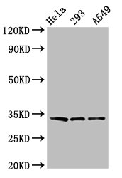 GOLPH3 Antibody - Positive Western Blot detected in Hela whole cell lysate, 293 whole cell lysate, A549 whole cell lysate. All lanes: GOLPH3 antibody at 3.2 µg/ml Secondary Goat polyclonal to rabbit IgG at 1/50000 dilution. Predicted band size: 34 KDa. Observed band size: 34 KDa