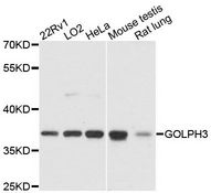 GOLPH3 Antibody - Western blot analysis of extracts of various cell lines, using GOLPH3 antibody at 1:3000 dilution. The secondary antibody used was an HRP Goat Anti-Rabbit IgG (H+L) at 1:10000 dilution. Lysates were loaded 25ug per lane and 3% nonfat dry milk in TBST was used for blocking. An ECL Kit was used for detection and the exposure time was 15s.