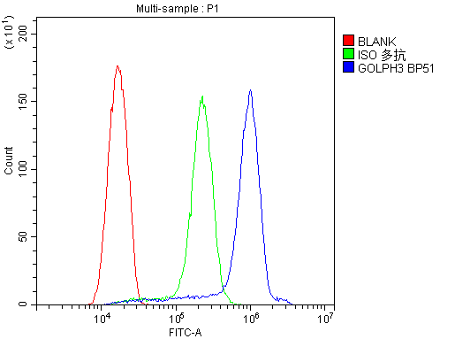 GOLPH3 Antibody - Flow Cytometry analysis of SiHa cells using anti-GOLPH3 antibody. Overlay histogram showing SiHa cells stained with anti-GOLPH3 antibody (Blue line). The cells were blocked with 10% normal goat serum. And then incubated with rabbit anti-GOLPH3 Antibody (1µg/10E6 cells) for 30 min at 20°C. DyLight®488 conjugated goat anti-rabbit IgG (5-10µg/10E6 cells) was used as secondary antibody for 30 minutes at 20°C. Isotype control antibody (Green line) was rabbit IgG (1µg/10E6 cells) used under the same conditions. Unlabelled sample (Red line) was also used as a control.