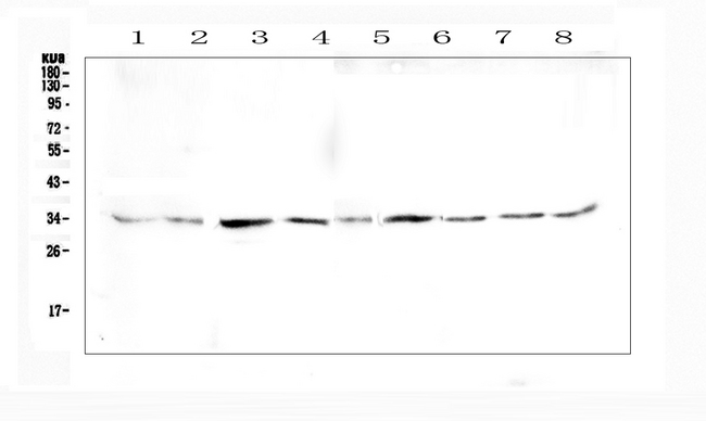 GOLPH3 Antibody - Western blot analysis of GOLPH3 using anti-GOLPH3 antibody. Electrophoresis was performed on a 5-20% SDS-PAGE gel at 70V (Stacking gel) / 90V (Resolving gel) for 2-3 hours. The sample well of each lane was loaded with 50ug of sample under reducing conditions. Lane 1: rat heart tissue lysates,Lane 2: rat brain tissue lysates,Lane 3: rat stomach tissue lysates,Lane 4: rat testis tissue lysates,Lane 5: mouse heart tissue lysates,Lane 6: mouse brain tissue lysates,Lane 7: mouse stomach tissue lysates,Lane 8: mouse testis tissue lysates,Lane 9: mouse NIH3T3 whole cell lysate. After Electrophoresis, proteins were transferred to a Nitrocellulose membrane at 150mA for 50-90 minutes. Blocked the membrane with 5% Non-fat Milk/ TBS for 1.5 hour at RT. The membrane was incubated with rabbit anti-GOLPH3 antigen affinity purified polyclonal antibody at 0.5 µg/mL overnight at 4°C, then washed with TBS-0.1% Tween 3 times with 5 minutes each and probed with a goat anti-rabbit IgG-HRP secondary antibody at a dilution of 1:10000 for 1.5 hour at RT. The signal is developed using an Enhanced Chemiluminescent detection (ECL) kit with Tanon 5200 system. A specific band was detected for GOLPH3 at approximately 34KD. The expected band size for GOLPH3 is at 34KD.