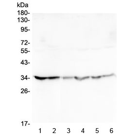 GOLPH3 Antibody - Western blot testing of human 1) HeLa, 2) placenta, 3) U-2 OS, 4) Caco-2, 5) SW620 and 6) A549 lysate with GOLPH3 antibody at 0.5ug/ml. Predicted molecular weight ~34 kDa.