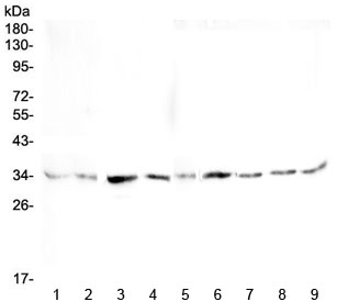 GOLPH3 Antibody - Western blot testing of rat 1) heart, 2) brain, 3) stomach, 4) testis and mouse 5) heart, 6) brain, 7) stomach, 8) testis and 9) NIH3T3 lysate with GOLPH3 antibody at 0.5ug/ml. Predicted molecular weight ~34 kDa.
