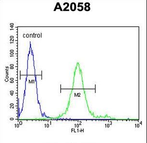 GOLT1A Antibody - GOT1A Antibody flow cytometry of A2058 cells (right histogram) compared to a negative control cell (left histogram). FITC-conjugated goat-anti-rabbit secondary antibodies were used for the analysis.