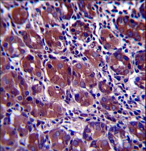GOPC / PIST Antibody - GOPC Antibody immunohistochemistry of formalin-fixed and paraffin-embedded human stomach tissue followed by peroxidase-conjugated secondary antibody and DAB staining.