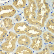GOPC / PIST Antibody - Immunohistochemistry of paraffin-embedded human kidney tissue.
