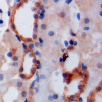 GOPC / PIST Antibody - Immunohistochemical analysis of PIST staining in mouse kidney formalin fixed paraffin embedded tissue section. The section was pre-treated using heat mediated antigen retrieval with sodium citrate buffer (pH 6.0). The section was then incubated with the antibody at room temperature and detected using an HRP conjugated compact polymer system. DAB was used as the chromogen. The section was then counterstained with hematoxylin and mounted with DPX.