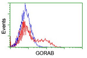 GORAB / SCYL1BP1 Antibody - HEK293T cells transfected with either overexpress plasmid (Red) or empty vector control plasmid (Blue) were immunostained by anti-GORAB antibody, and then analyzed by flow cytometry.