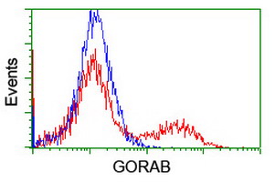 GORAB / SCYL1BP1 Antibody - HEK293T cells transfected with either overexpress plasmid (Red) or empty vector control plasmid (Blue) were immunostained by anti-GORAB antibody, and then analyzed by flow cytometry.