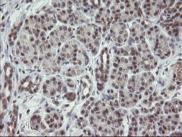 GORAB / SCYL1BP1 Antibody - IHC of paraffin-embedded Human pancreas tissue using anti-GORAB mouse monoclonal antibody.