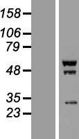 GORAB / SCYL1BP1 Protein - Western validation with an anti-DDK antibody * L: Control HEK293 lysate R: Over-expression lysate
