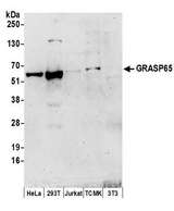 GORASP1 / GRASP65 Antibody - Detection of human and mouse GRASP65 by western blot. Samples: Whole cell lysate (50 µg) from HeLa, HEK293T, Jurkat, mouse TCMK-1, and mouse NIH 3T3 cells prepared using NETN lysis buffer. Antibodies: Affinity purified rabbit anti-GRASP65 antibody used for WB at 0.4 µg/ml. Detection: Chemiluminescence with an exposure time of 3 minutes.