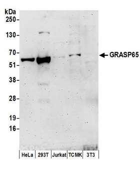 GORASP1 / GRASP65 Antibody - Detection of human and mouse GRASP65 by western blot. Samples: Whole cell lysate (50 µg) from HeLa, HEK293T, Jurkat, mouse TCMK-1, and mouse NIH 3T3 cells prepared using NETN lysis buffer. Antibodies: Affinity purified rabbit anti-GRASP65 antibody used for WB at 0.4 µg/ml. Detection: Chemiluminescence with an exposure time of 3 minutes.