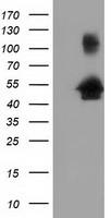 GORASP1 / GRASP65 Antibody - HEK293T cells were transfected with the pCMV6-ENTRY control (Left lane) or pCMV6-ENTRY GORASP1 (Right lane) cDNA for 48 hrs and lysed. Equivalent amounts of cell lysates (5 ug per lane) were separated by SDS-PAGE and immunoblotted with anti-GORASP1.