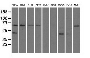 GORASP1 / GRASP65 Antibody - Western blot of extracts (35 ug) from 9 different cell lines by using anti-GORASP1 monoclonal antibody.