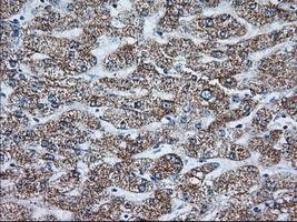 GORASP1 / GRASP65 Antibody - IHC of paraffin-embedded Human liver tissue using anti-GORASP1 mouse monoclonal antibody. (Dilution 1:50).