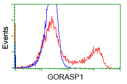GORASP1 / GRASP65 Antibody - HEK293T cells transfected with either overexpress plasmid (Red) or empty vector control plasmid (Blue) were immunostained by anti-GORASP1 antibody, and then analyzed by flow cytometry.