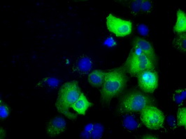 GORASP1 / GRASP65 Antibody - Anti-GORASP1 mouse monoclonal antibody  immunofluorescent staining of COS7 cells transiently transfected by pCMV6-ENTRY GORASP1.