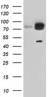 GORASP1 / GRASP65 Antibody - HEK293T cells were transfected with the pCMV6-ENTRY control (Left lane) or pCMV6-ENTRY GORASP1 (Right lane) cDNA for 48 hrs and lysed. Equivalent amounts of cell lysates (5 ug per lane) were separated by SDS-PAGE and immunoblotted with anti-GORASP1.