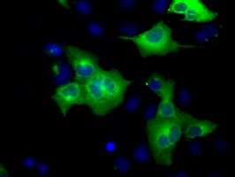 GORASP1 / GRASP65 Antibody - Anti-GORASP1 mouse monoclonal antibody  immunofluorescent staining of COS7 cells transiently transfected by pCMV6-ENTRY GORASP1.