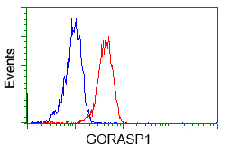 GORASP1 / GRASP65 Antibody - Flow cytometric Analysis of Jurkat cells, using anti-GORASP1 antibody, (Red), compared to a nonspecific negative control antibody, (Blue).