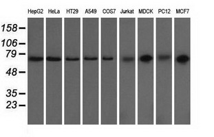 GORASP1 / GRASP65 Antibody - Western blot analysis of extracts (35ug) from 9 different cell lines by using anti-GORASP1 monoclonal antibody.