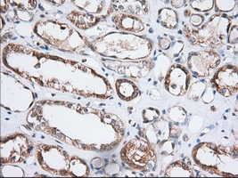 GORASP1 / GRASP65 Antibody - Immunohistochemical staining of paraffin-embedded Human Kidney tissue using anti-GORASP1 mouse monoclonal antibody. (Dilution 1:50).