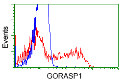 GORASP1 / GRASP65 Antibody - HEK293T cells transfected with either overexpress plasmid (Red) or empty vector control plasmid (Blue) were immunostained by anti-GORASP1 antibody, and then analyzed by flow cytometry.