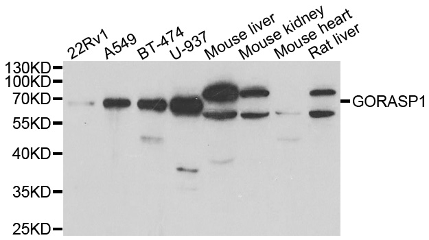 GORASP1 / GRASP65 Antibody - Western blot analysis of extracts of various cell lines.