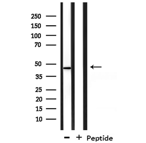 GORASP1 / GRASP65 Antibody - Western blot analysis of extracts of mouse brain tissue using GORASP1 antibody.