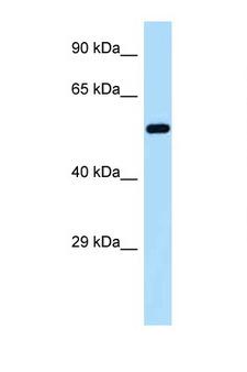 GORASP2 / GRASP55 Antibody - GORASP2 antibody Western blot of MCF7 Cell lysate. Antibody concentration 1 ug/ml.  This image was taken for the unconjugated form of this product. Other forms have not been tested.