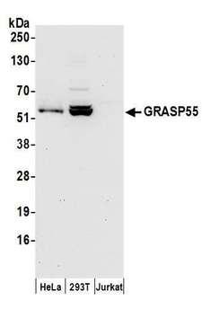 GORASP2 / GRASP55 Antibody - Detection of human GRASP55 by western blot. Samples: Whole cell lysate (50 µg) from HeLa, HEK293T, and Jurkat cells prepared using NETN lysis buffer. Antibodies: Affinity purified rabbit anti-GRASP55 antibody used for WB at 0.1 µg/ml. Detection: Chemiluminescence with an exposure time of 30 seconds.