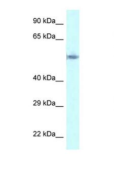 GORASP2 / GRASP55 Antibody - GORASP2 antibody Western blot of HepG2 Cell lysate. Antibody concentration 1 ug/ml.  This image was taken for the unconjugated form of this product. Other forms have not been tested.