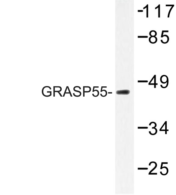 GORASP2 / GRASP55 Antibody - Western blot of GRASP55 (L215) pAb in extracts from LOVO cells.