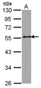 GORASP2 / GRASP55 Antibody - Sample (30 ug of whole cell lysate) A: Raji 10% SDS PAGE GORASP2 antibody diluted at 1:1000