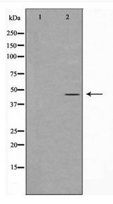 GORASP2 / GRASP55 Antibody - Western blot of GORASP2 expression in HeLa cell extracts