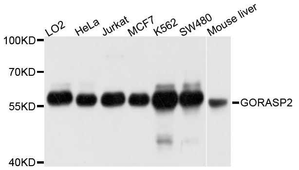 GORASP2 / GRASP55 Antibody - Western blot analysis of extracts of various cell lines, using GORASP2 antibody at 1:1000 dilution. The secondary antibody used was an HRP Goat Anti-Rabbit IgG (H+L) at 1:10000 dilution. Lysates were loaded 25ug per lane and 3% nonfat dry milk in TBST was used for blocking. An ECL Kit was used for detection and the exposure time was 1s.