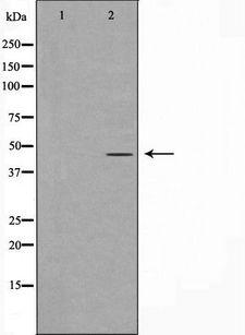 GORASP2 / GRASP55 Antibody - Western blot analysis of GORASP2 expression in HeLa cells extracts. The lane on the left is treated with the antigen-specific peptide.