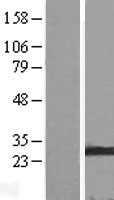 GOSR2 / Membrin Protein - Western validation with an anti-DDK antibody * L: Control HEK293 lysate R: Over-expression lysate