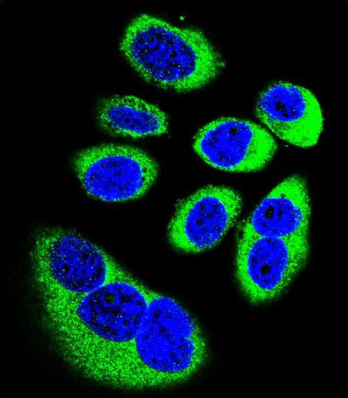 GOT1L1 Antibody - Confocal immunofluorescence of GOT1L1 Antibody with U-251MG cell followed by Alexa Fluor 488-conjugated goat anti-rabbit lgG (green). DAPI was used to stain the cell nuclear (blue).